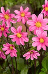 kat vacsie balenia